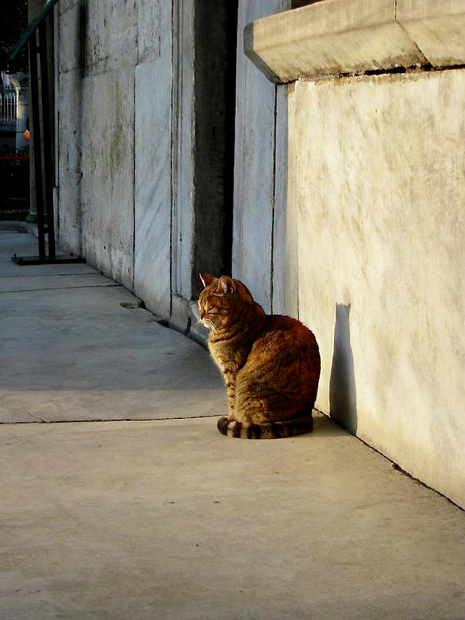 Hagia Sophia Cat Photograph by Rachel Morrison