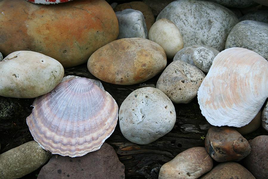 Haida Gwaii Shells Photograph by Sherry Leigh Williams