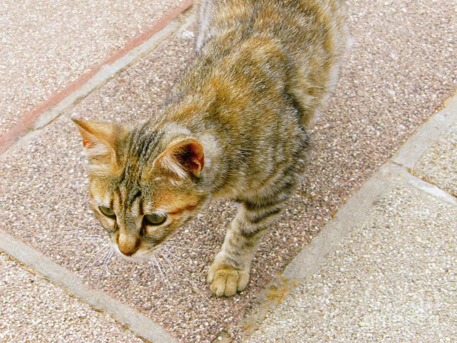 Haifa Cat Photograph by Donna L Munro