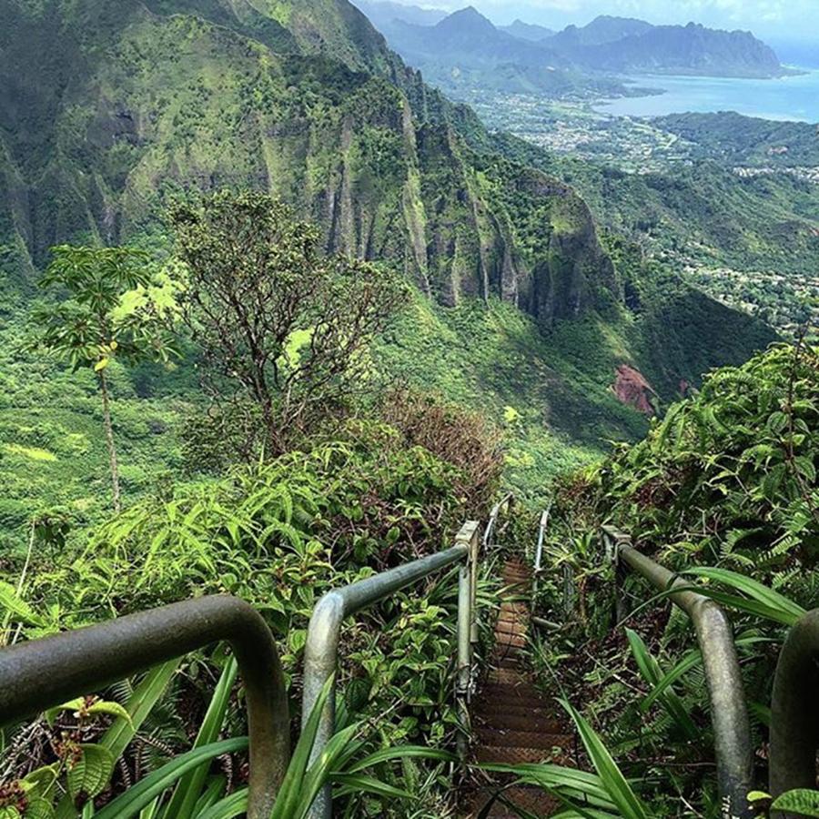 Tree Photograph - 📍haiku Stairs

sometimes The Earth by Zack Smith