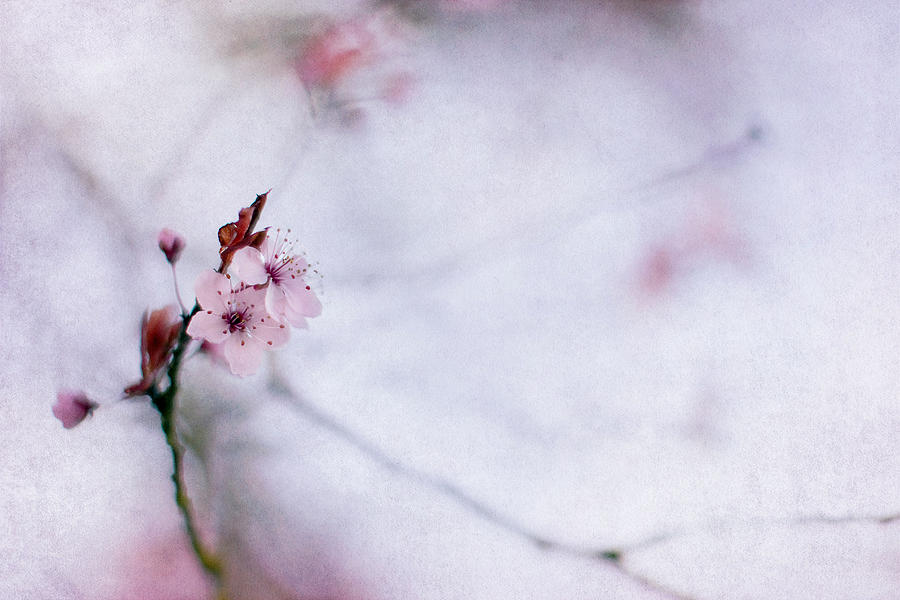 Spring Photograph - Haiku Two by Rebecca Cozart