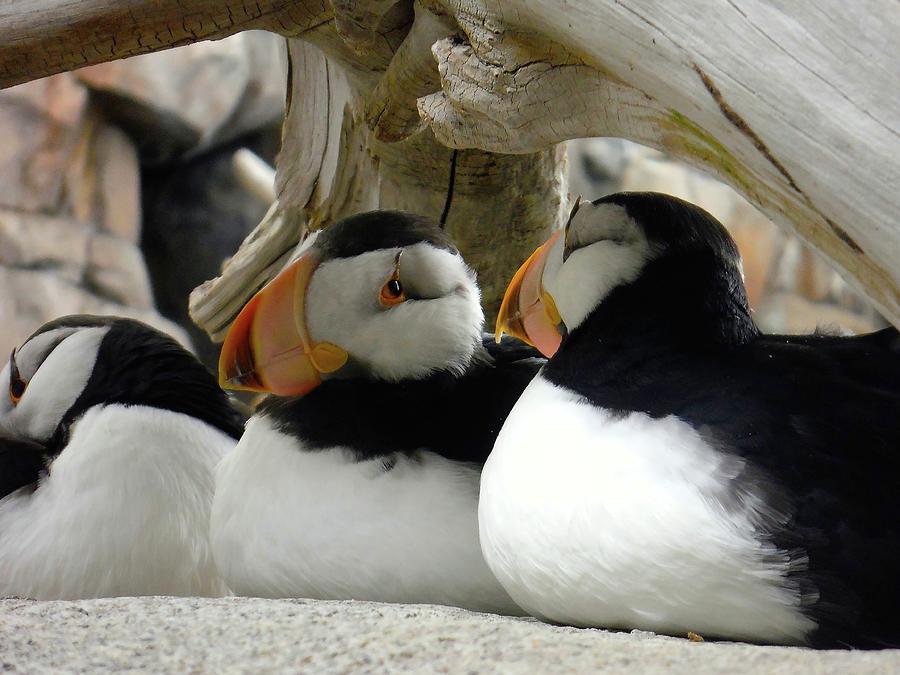 Haines Alaska puffins 2015 Photograph by Leizel Grant