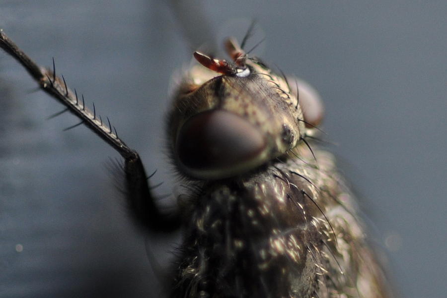 Hair on a Fly Photograph by Glenn Gordon