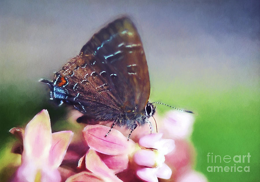 Hairstreak Butterfly Photograph by Kerri Farley