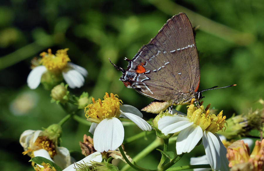 Hairstreak Butterfly Photograph by Larah McElroy