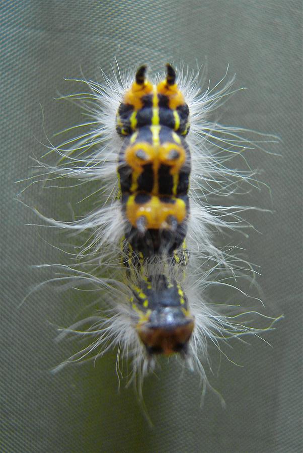 Hairy Caterpillar Photograph by Carl Moore