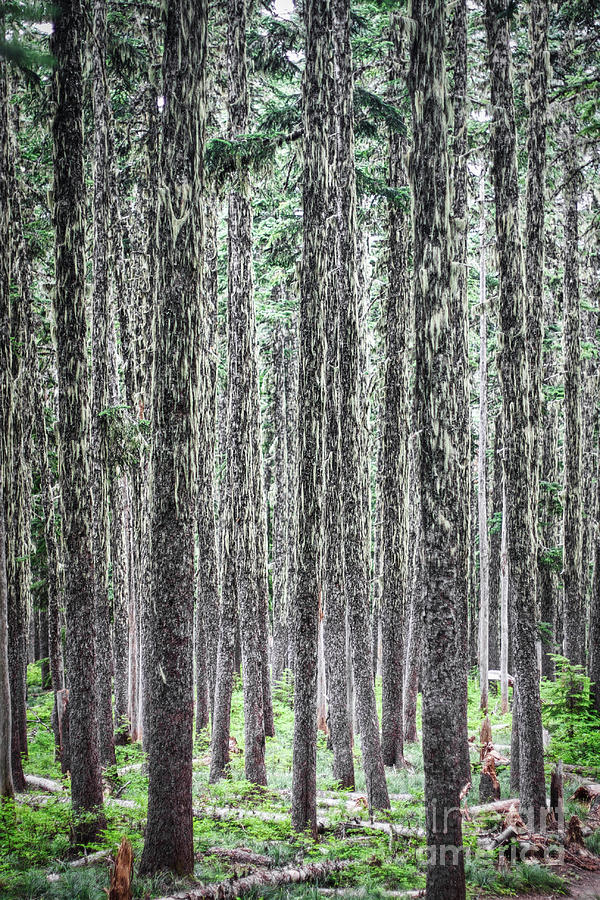 Hairy Forest Photograph by Bruce Block
