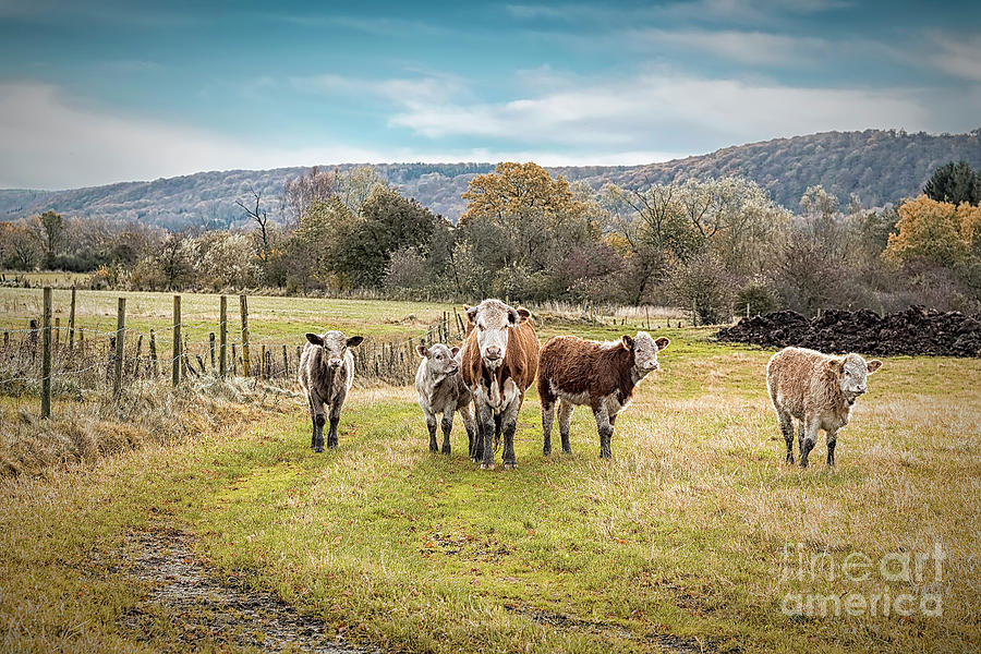 Hairy Herd of Catttle Photograph by Antony McAulay