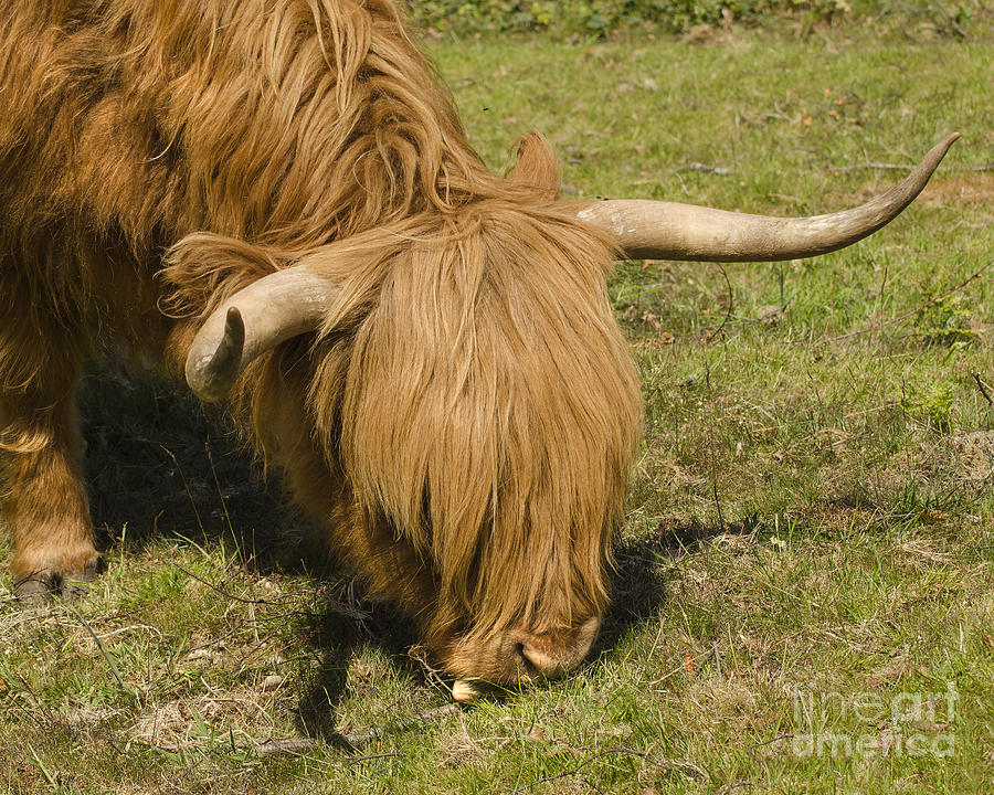 Hairy Highlander Grazing Photograph by Linsey Williams