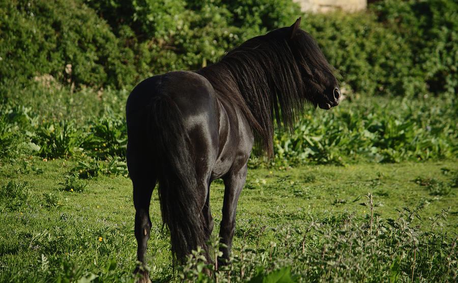 Hairy Horse Photograph by Adrian Wale