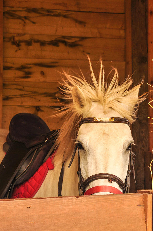 Hairy Horse Photograph by Fabio Gibelli Photography - Pixels