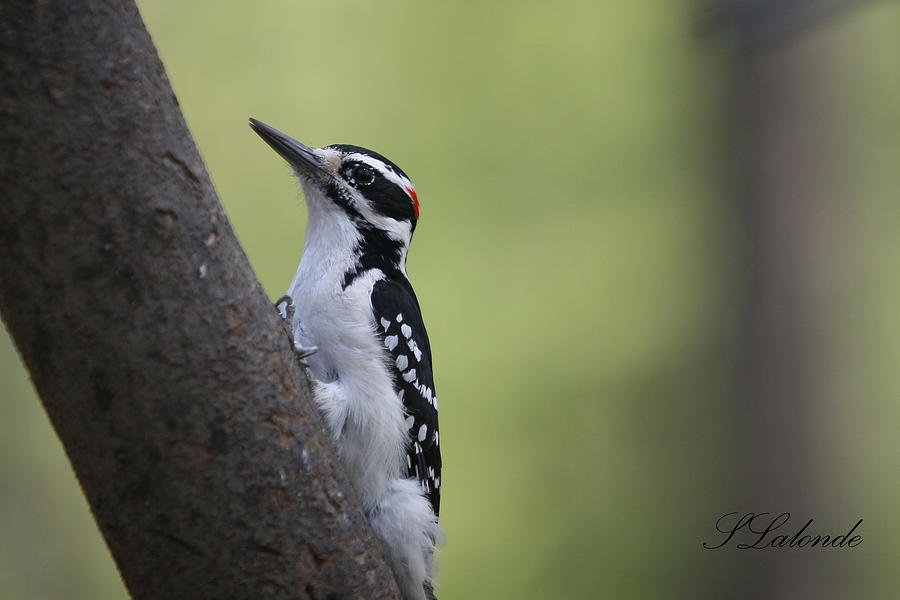 Woodpecker Photograph - Hairy by Sarah  Lalonde