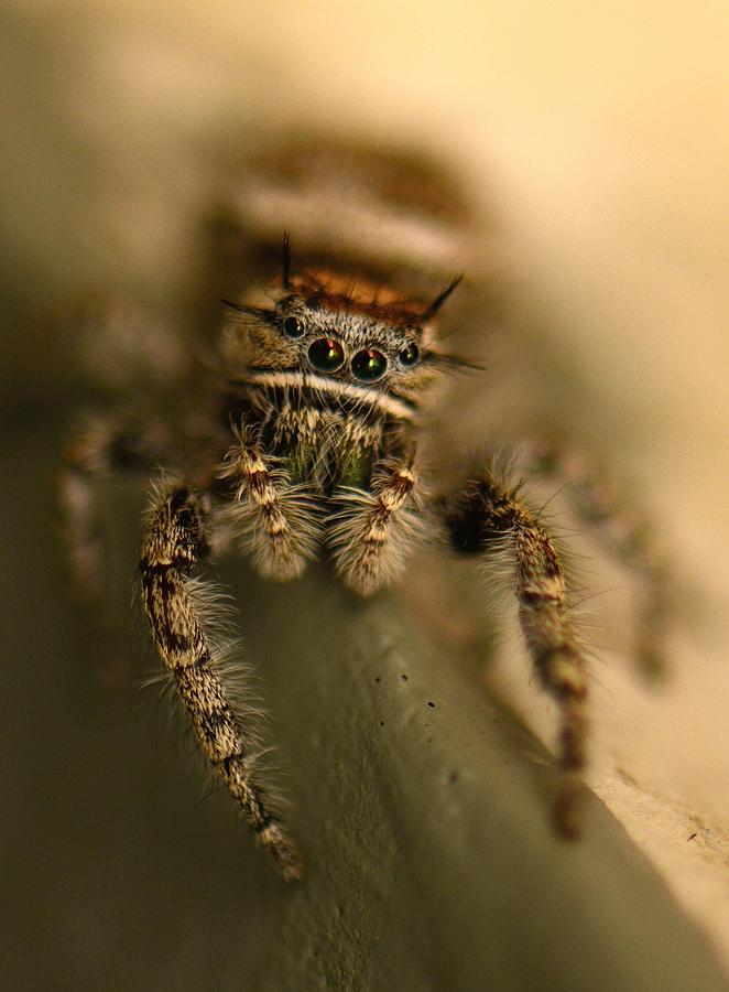 Spider Photograph - Hairy Spider by Sherry Pratt