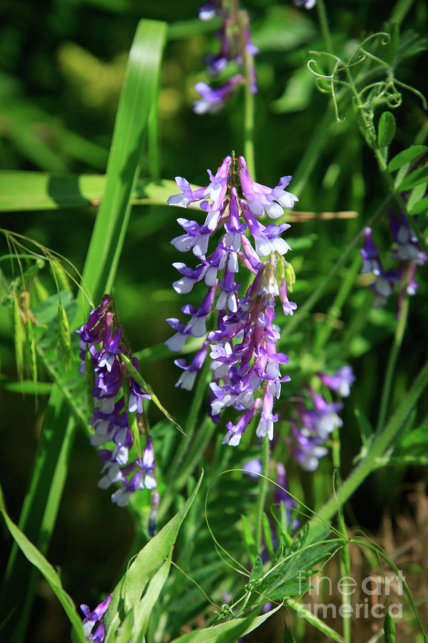 Hairy Vetch - Vicia villosa by Richard Smith Hairy Vetch - Vicia villosa by Richard Smith