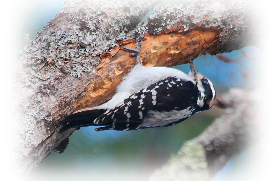 Hairy Woodpecker 2 Photograph