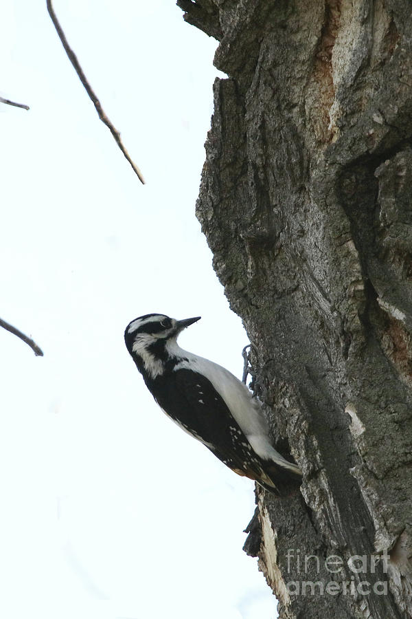 Hairy Woodpecker Photograph by Alyce Taylor