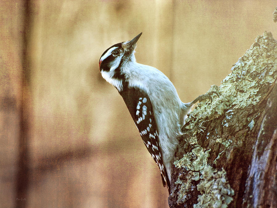 Woodpecker Photograph - Hairy Woodpecker by Bob Orsillo