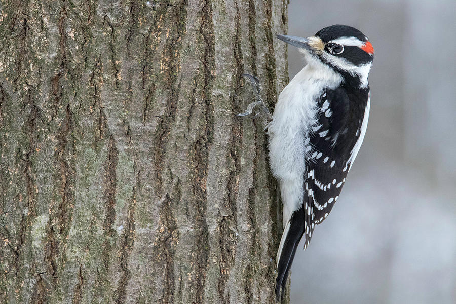 Hairy Woodpecker Photograph by Brook Burling