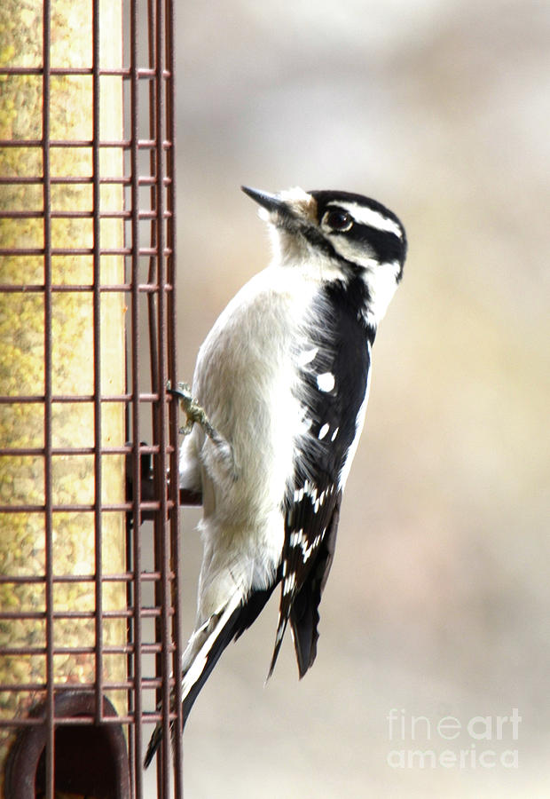 Hairy Woodpecker Photograph by Cindy Schneider