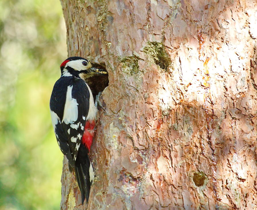 Hairy woodpecker Photograph by Elenarts - Elena Duvernay photo