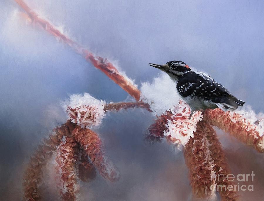 Bird Photograph - Hairy Woodpecker by Eva Lechner