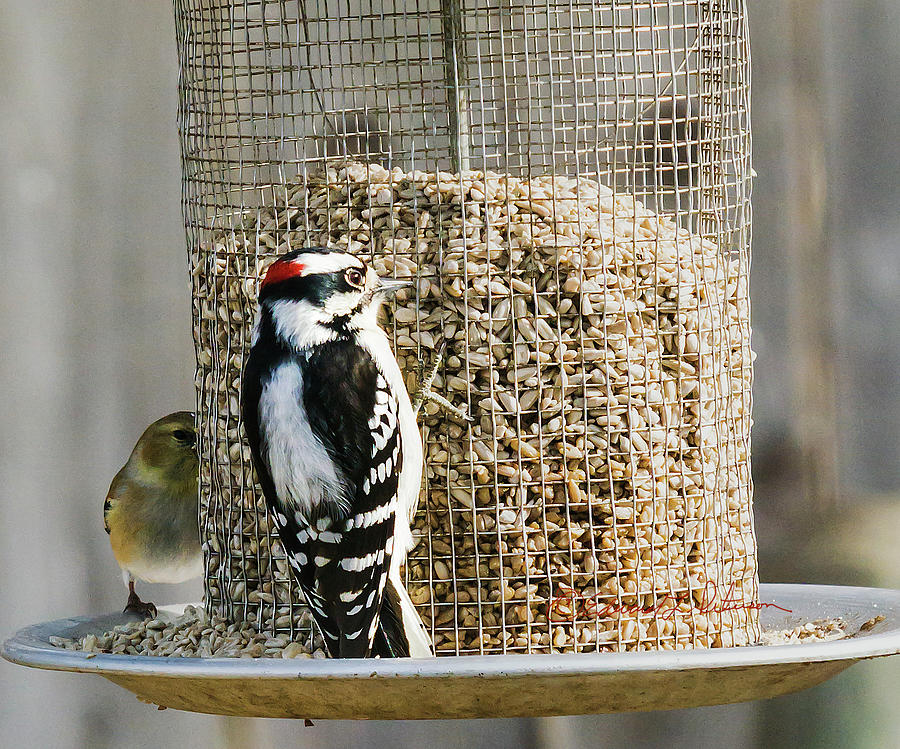 Hairy Woodpecker Feeding Photograph by Ed Peterson