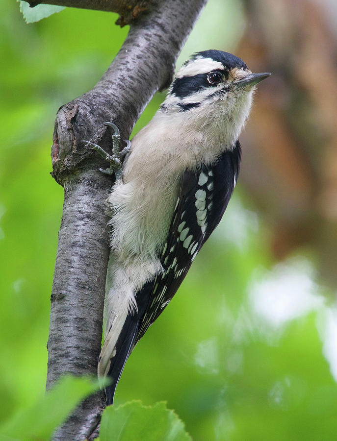 Downy Woodpecker #1 Photograph by Hermes Fine Art