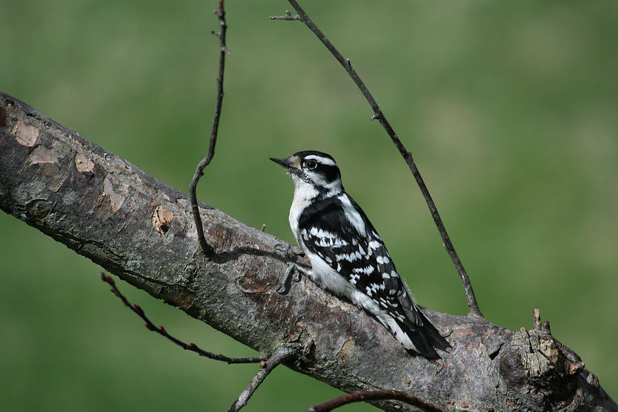 Woodpecker Photograph - Hairy Woodpecker by Karol Livote