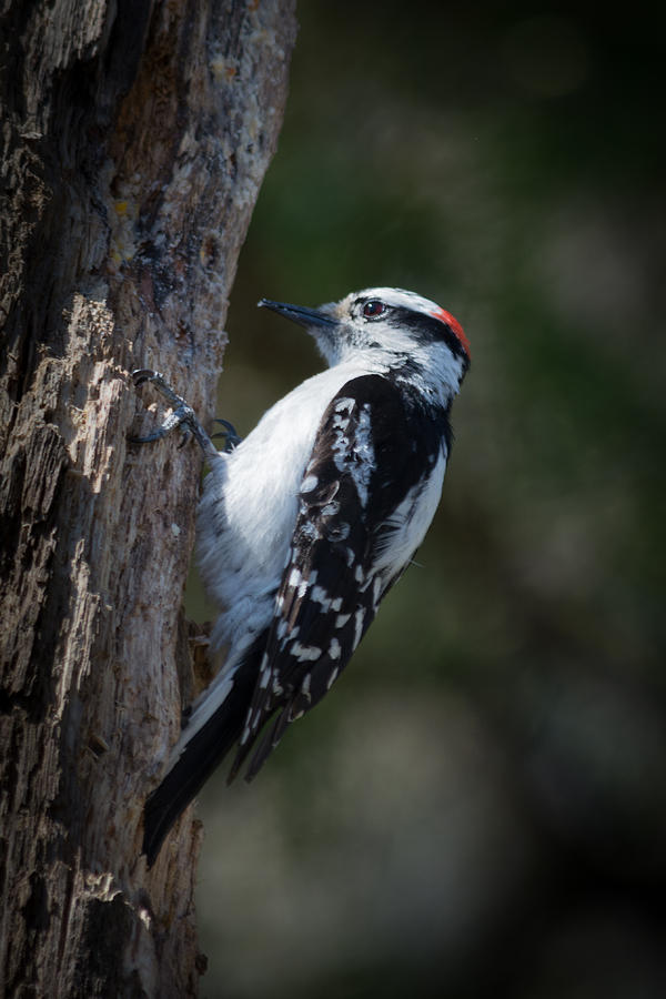 Downy Woodpecker Photograph by Kenneth Cole