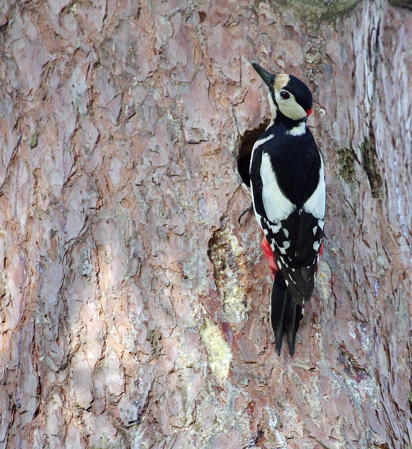 Hairy woodpecker male bird Photograph by Elenarts - Elena Duvernay photo
