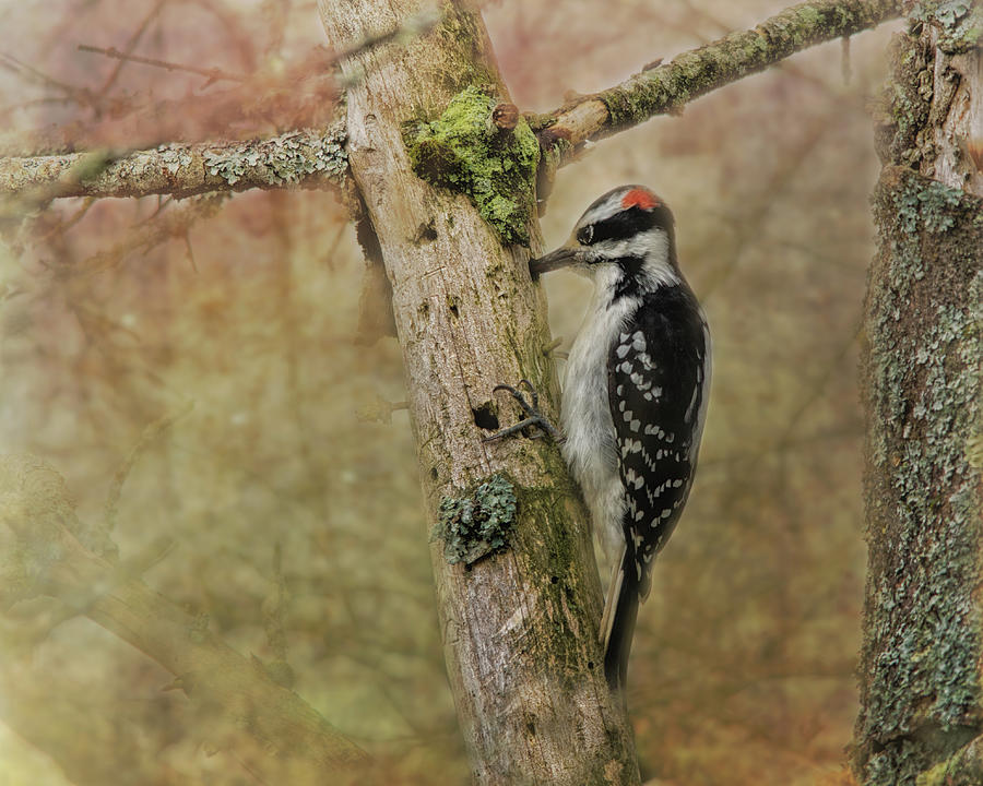 Hairy Woodpecker On Old Tree Photograph by Sue Capuano