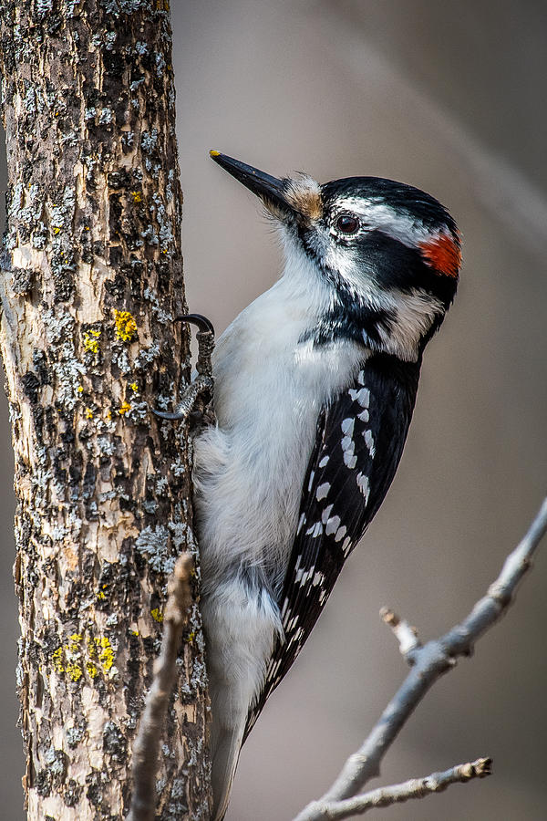Nature Photograph - Hairy Woodpecker by Paul Freidlund