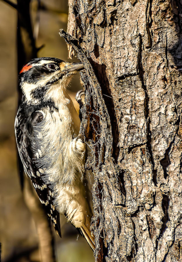 Hairy Woodpecker Photograph by Peter Ferris - Fine Art America