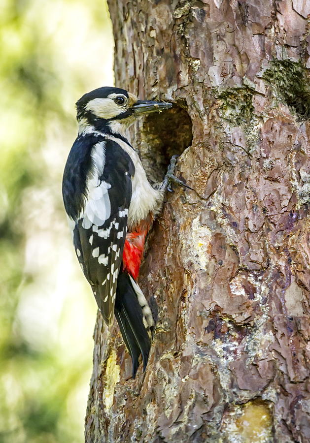 Hairy Woodpecker Picoides Villosus Photograph By Elenarts Elena 