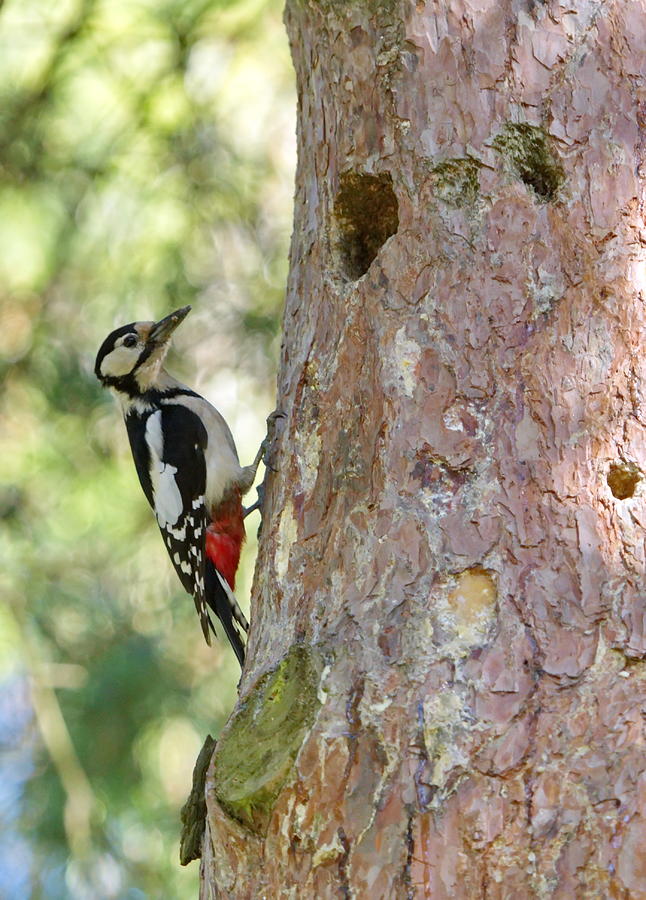 Hairy woodpecker, picoides villosus next to its hole nest Photograph by Elenarts - Elena Duvernay photo