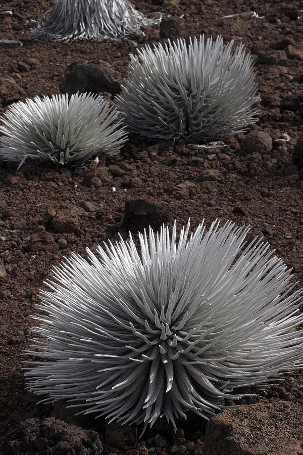 Haleakala Silverswords Photograph by Kenneth Campbell