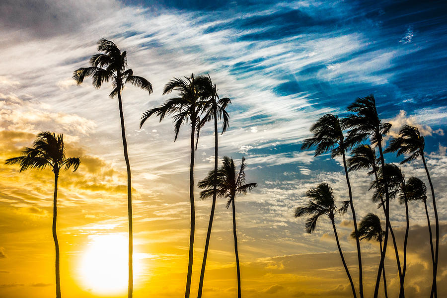Haleiwa Palms  Photograph by Leonardo Dale