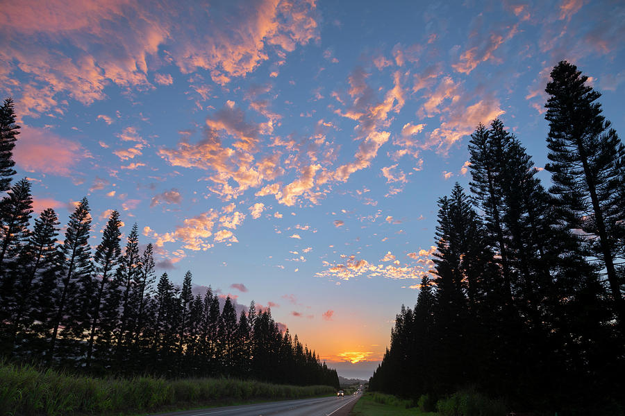 Haleiwa Pines Photograph by Sean Davey