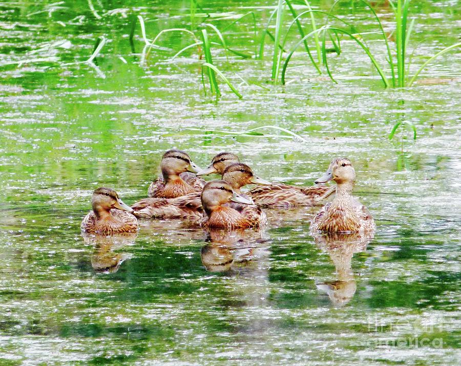 Half A Dozen Ducks Photograph by Jor Cop Images