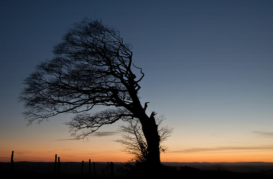 Half a tree on Raddon Top Photograph by Pete Hemington