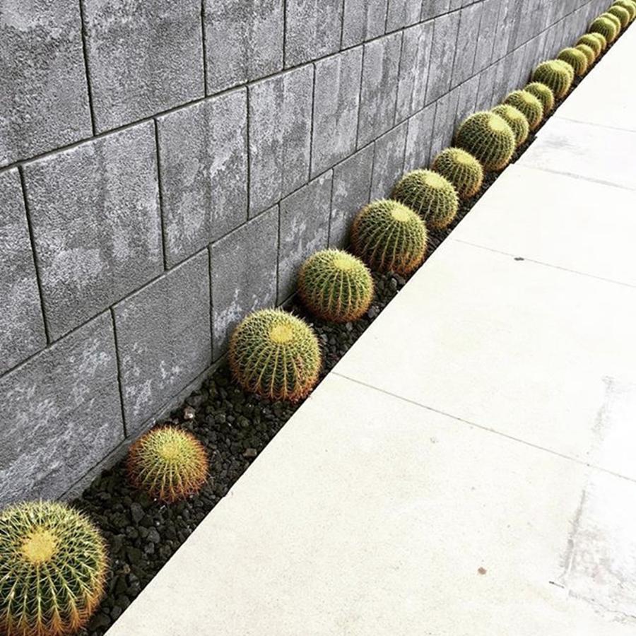 Green Photograph - Half And Half. #cacti #outdoordecor by Ginger Oppenheimer