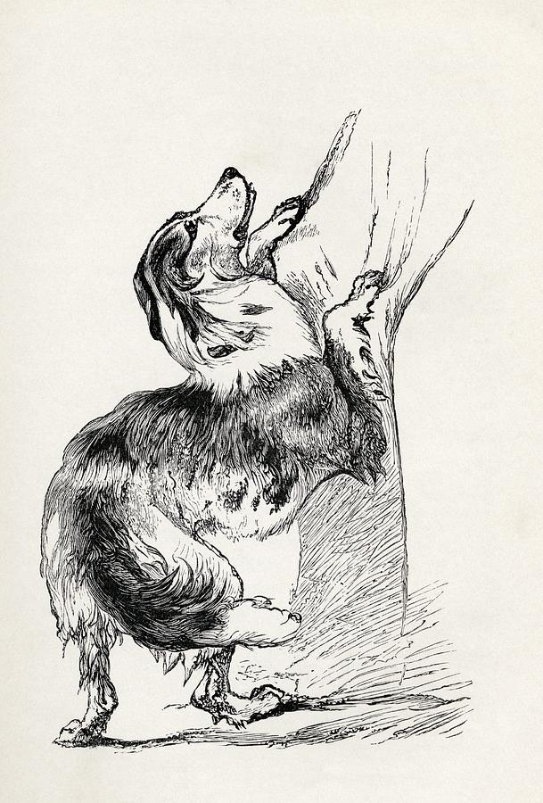 Animal Drawing - Half Bred Shepherd Dog Caressing His by Vintage Design Pics