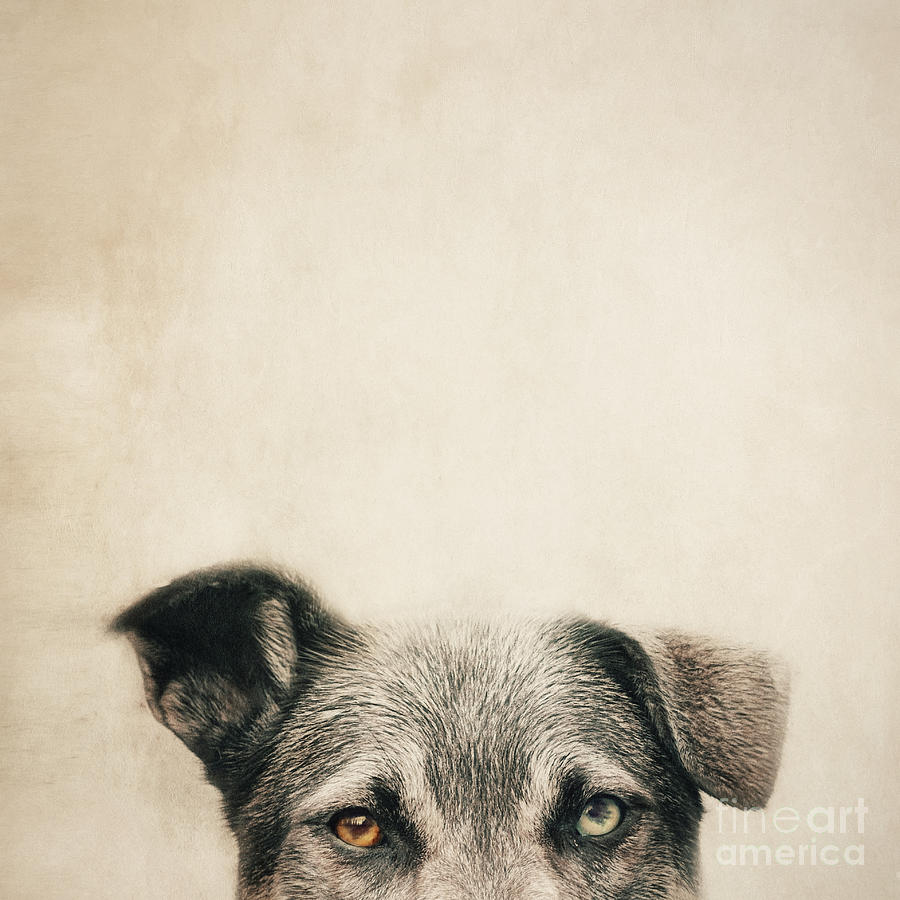 Animal Photograph - Half Dog by Priska Wettstein