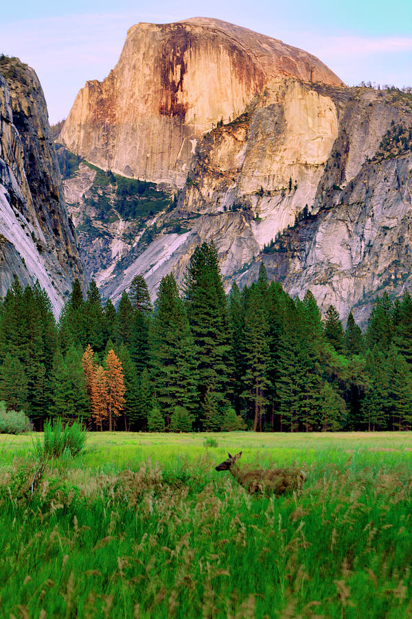 Yosemite National Park Photograph - Half Dome and Deer by Her Arts Desire