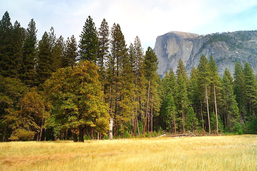 Half Dome and Meadow Photograph by Beth Collins