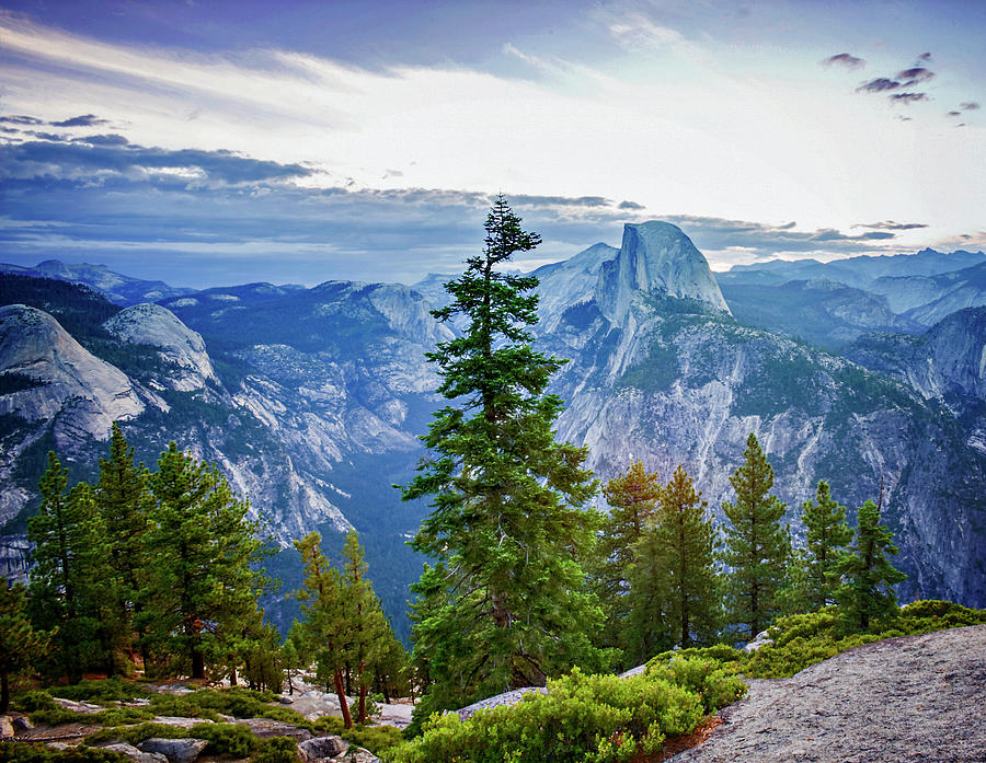 Half Dome and the Tree Photograph by Vicki Jauron - Fine Art America