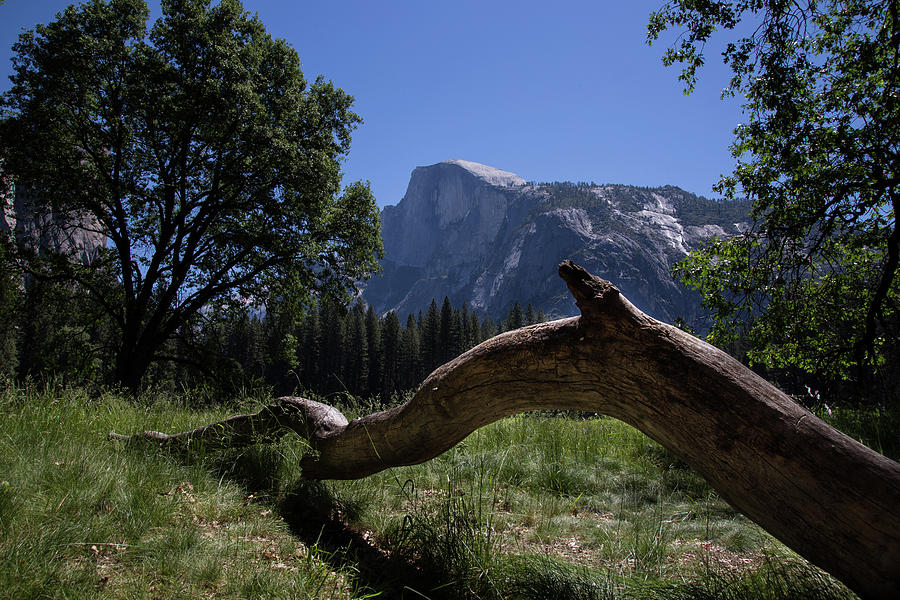 Half Dome from Stoneman Meadow by John and Nicolle Hearne Half Dome from Stoneman Meadow by John and Nicolle Hearne