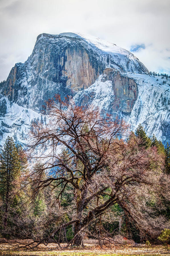 Half Dome Meadow Tree Winter Photograph by Connie Cooper-Edwards