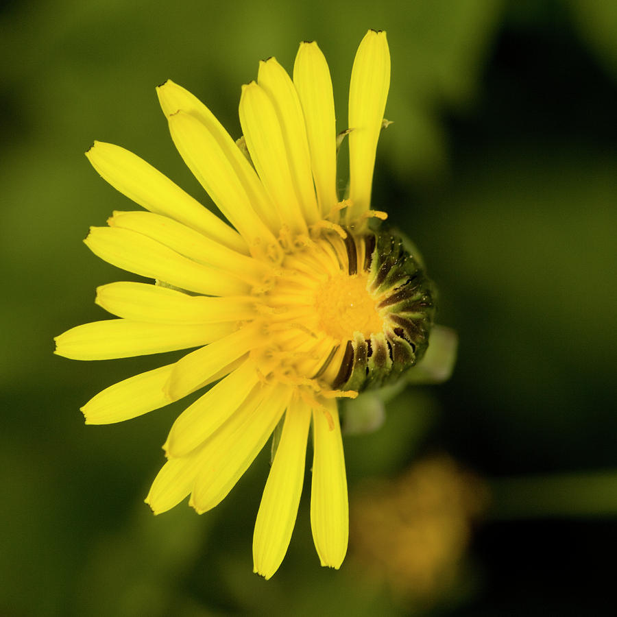 Half Flower Photograph by Jouko Mikkola