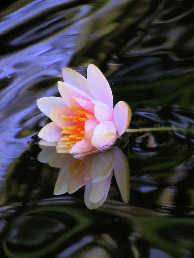 Half In - Water Lily Photograph by MTBobbins Photography